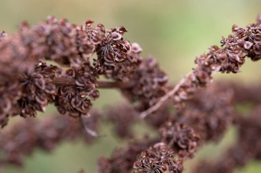 Bitki dalında yetişen kuru tohumların yakın görüntüsü.