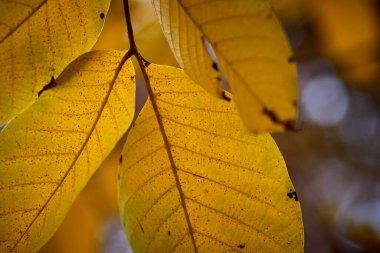 Sarı yapraklar yumuşak sonbahar ışığında parlar..