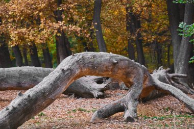 Kıvrımlı ağaçlar sonbaharda huzurlu bir manzara yaratır..
