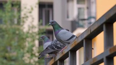 Güvercinler dışarıdaki binaların yakınındaki korkuluklarda toplanıyor.