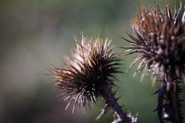 Yeşil arka planda dikenli bir bitkinin kurumuş dikenleri..