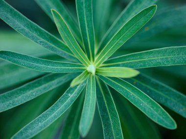 Taze yeşil yapraklar güneş ışığında yayılır..