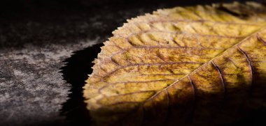 Kahverengi bir yaprağın damarlarını ve dokusunu kapatın. Yüksek kalite fotoğraf