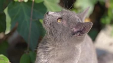 Dışarıya bakan gri bir kedinin yakın plan portresi. Yüksek kalite 4k görüntü