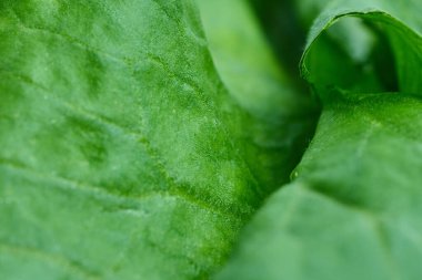 Taze yeşil bitki yaprağı dokusunun uç makrosu. Yüksek kalite fotoğraf