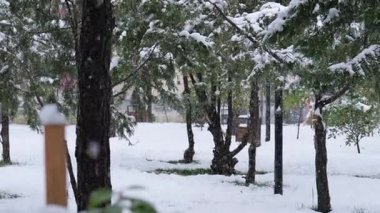 Park ağaçlarının üzerine düşen yoğun kar ve karla kaplı çimlerin yavaş çekim görüntüleri.