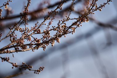 Meyve ağacı dallarına yakın plan, çiçek açan, yumuşak bokeh arka plan, bahar büyümesi