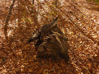 Sonbahar yaprakları, sonbahar bitkileri