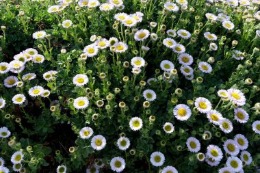 Close-up of seaside fleabane (Erigeron karvinskianus) also known as beach aster, or seaside daisy, with delicate pink and white daisy-like flowers.