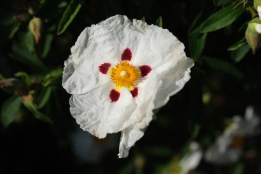 Cistus  purpureus, Alan Fradd, is a rockrose cultivar with tissue thin petals, maroon blotches and golden centre.