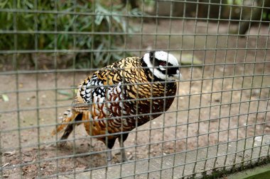 A male Reeves's pheasant (Syrmaticus reevesii) outside in captivity at a bird park.