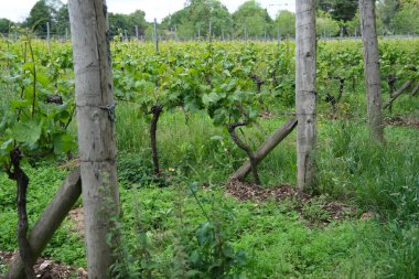 Yazın başlarında yemyeşil üzüm bağları ve ağaç desteklerinde büyüyen üzümler.