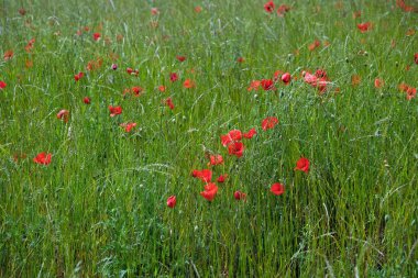 Yazın yeşil çayırda kırmızı gelincikler.