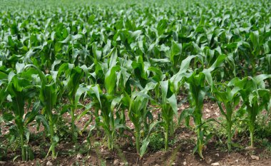 Tarladaki genç mısır bitkileri, yakın plan. Tarım geçmişi