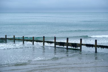 Sahilde ahşap bir dalgalanma var. Ortasında bir martı var. Dalgalar geliyor.