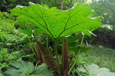 Panikli Muhteşem Gunnera Manicata - Brezilya Devi Rubarb
