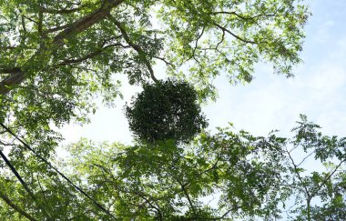 Mistletoe Clump Growing High in a Deciduous Tree Canopy Against a Bright Summer Sky