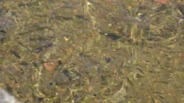 Çeşitli Boyutlarda Gri Aslan yelesi Okulu Temiz Sığ Gelgit Suyu 'nda Yüzüyor