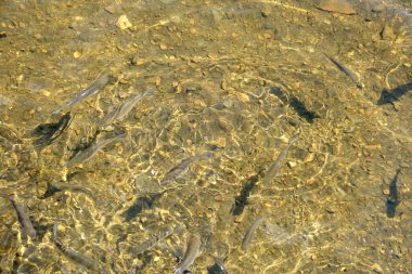 Küçük Gri Aslan Balığı Okulu Sığ, Gelgit Suyu 'nda Yüzüyor