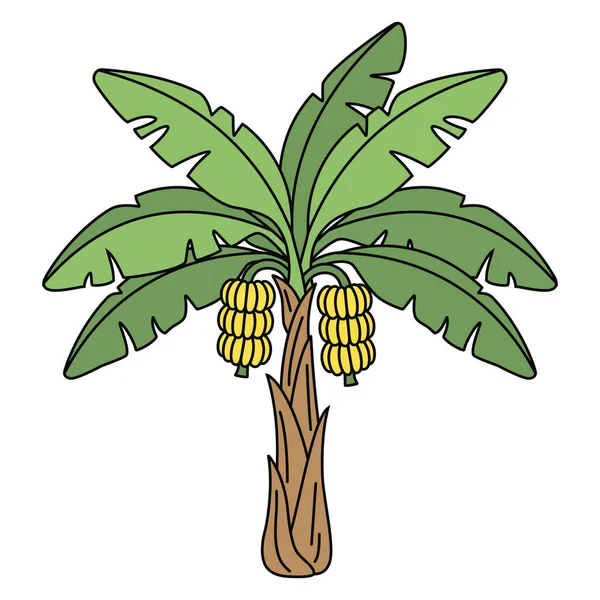 Muz Ağacı ve muzlu muzlu olgun sarı muzlar, büyümeyi resmeden tropikal bir bitki çizimi