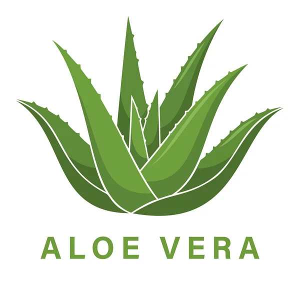 Detaylı bir aloe vera bitki logosu çizimi, doğal sağlık ve güzellik faydalarını vurguluyor, organik ürünler için mükemmel.