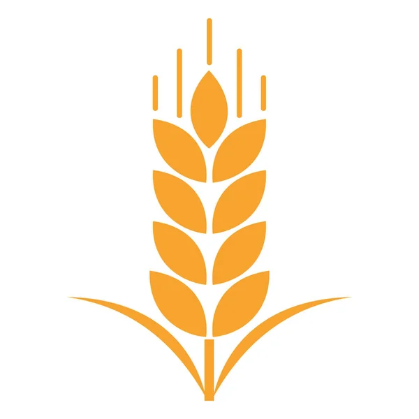 Organik gıda, tarım, fırın ve tarım temaları için altın buğday kulağı veya sapı illüstrasyonu