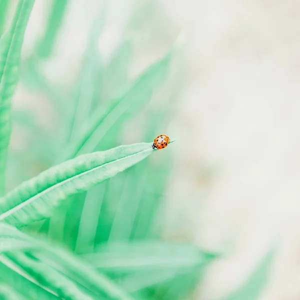 초원의 푸른 잎 위에 앉아 있는 무당벌레입니다. 티드, 복사 공간 — 스톡 사진