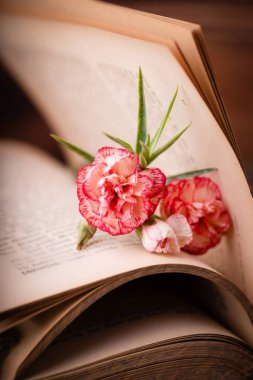 Eski, açık bir kitap ve pembe bir karanfil çiçeği.