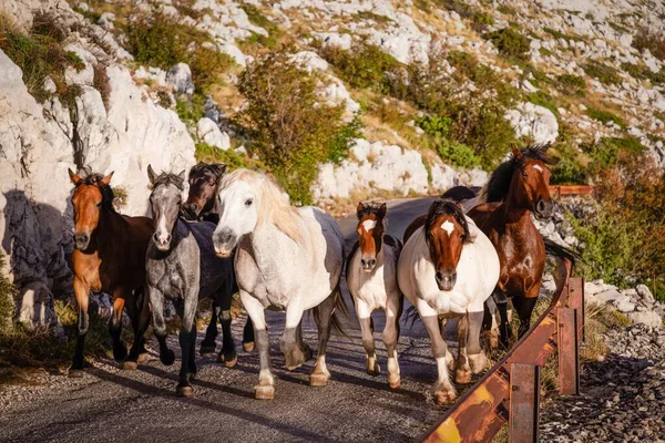 Manada Cavalos Galopando Por Uma Estrada Nas Montanhas Biokovo Croácia — Fotografia de Stock