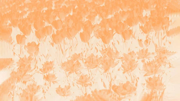 Light Orange Floral Background Tulips Flowers Pattern Pastel Background — Stock Photo, Image