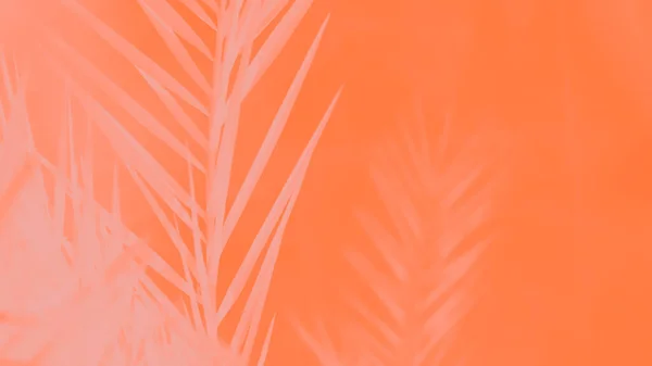 Ροζ Φύλλα Φοίνικα Κοράλλι Και Σκιά Τους Πορτοκαλί Φόντο Αντίγραφο — Φωτογραφία Αρχείου