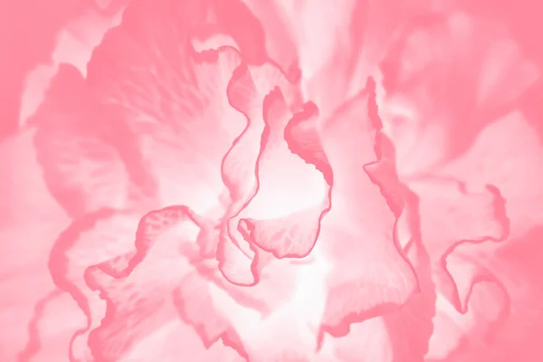 带康乃馨花纹的粉红珊瑚色彩抽象背景 — 图库照片