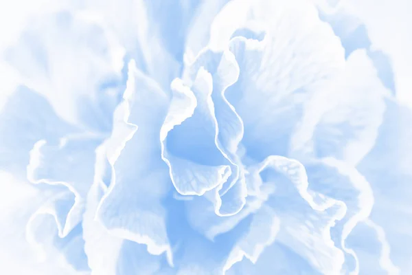 Blue Carnation Flower Background Close — Stock Photo, Image