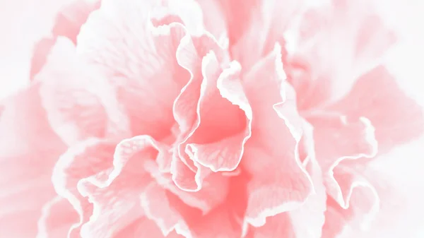 Fondo Flores Clavel Coral Rosa Panorama — Foto de Stock