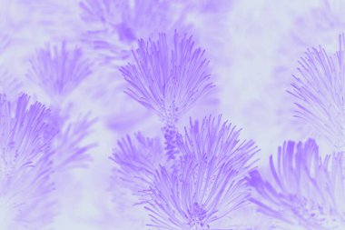 Hafif menekşe soyut bulanık arkaplan ve çam püskülleri deseni