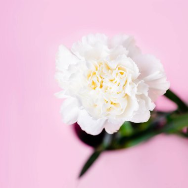 Pastel pembe arka planda beyaz karanfil çiçeği, minimalizm