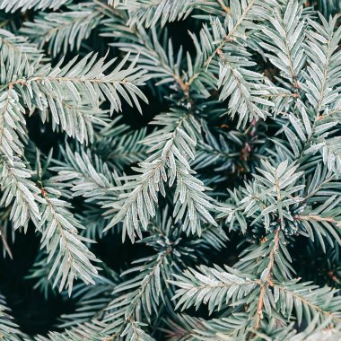 Ağaç kırağı olan Noel ağacı dalları, kozalaklı ağaç arkaplanı, üst görünüm