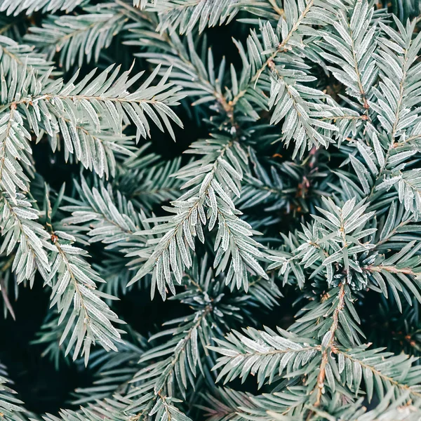 Galhos Árvore Natal Com Geada Fundo Árvore Conífera Vista Superior — Fotografia de Stock