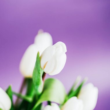 Mor menekşe arkaplanda beyaz laleler.