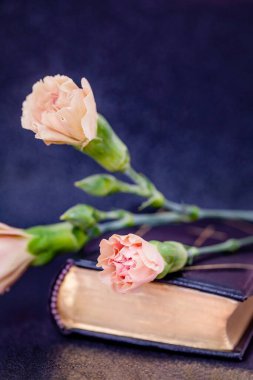 Çayın güzel tomurcukları gül rengi karanfiller siyah bir kitabın üzerinde, boşluğu kopyala