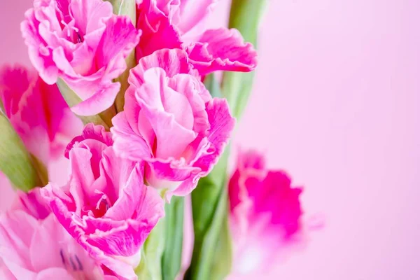분홍 자홍색 글라디올러스 꽃 이 연분홍 배경에 피어 있다 — 스톡 사진
