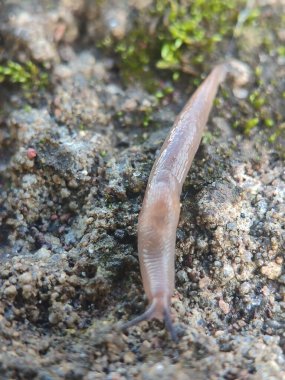 Kırmızı sümüklüböceğe yaklaş.