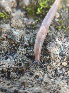 Küçük salyangoz kayalıklarda sürünüyor..