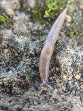 Salyangoz yerde sürünüyor.