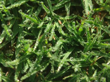 Bahçedeki çimenler.