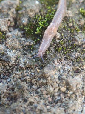 Topraktaki bir salyangoz.