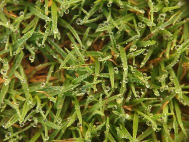 Ormanda yeşil çimenler