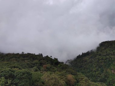 Sabah yeşil dağ ormanı