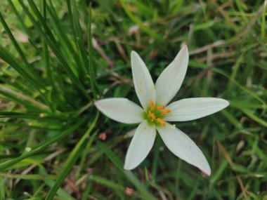 Bahçedeki güzel çiçekler