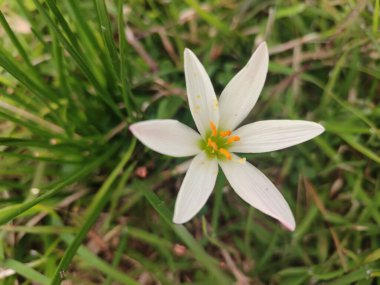 Bahçedeki güzel çiçekler